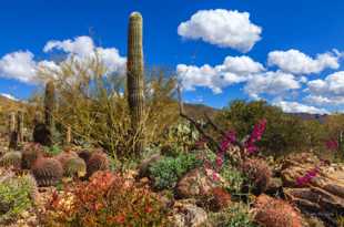 Saguaro National Park-6492.jpg